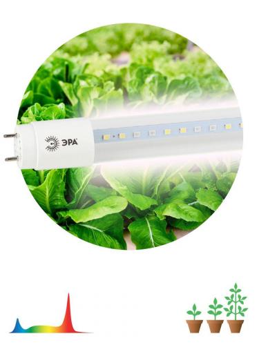Лампа светодиодная для растений ЭРА G13 9W 1200K прозрачная Fito-9W-Ra90-Т8-G13-NL Б0042988 фото 3