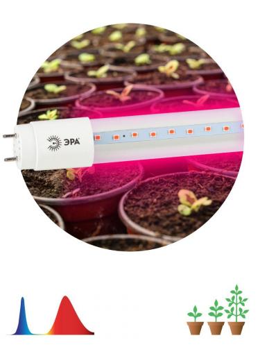 Лампа светодиодная для растений ЭРА G13 9W 1200K прозрачная Fito-9W-RB-Т8-G13-NL Б0042986 фото 5