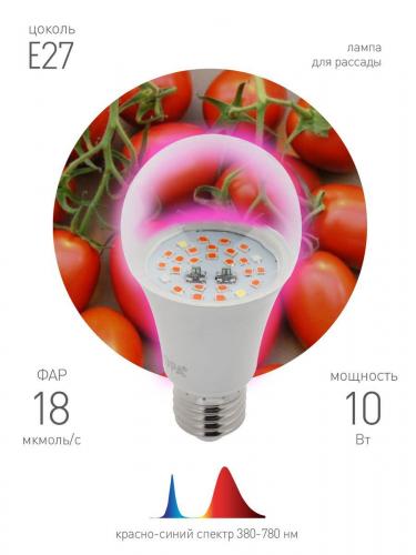 Лампа светодиодная для растений ЭРА E27 10W 1310K прозрачная Fito-10W-RB-E27 Б0050600 фото 3