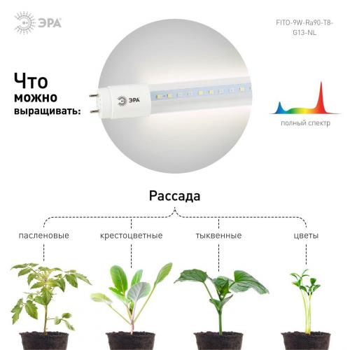 Лампа светодиодная для растений ЭРА G13 9W 1200K прозрачная Fito-9W-Ra90-Т8-G13-NL Б0042988 фото 2